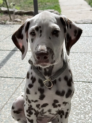 dalmatiener (braun)