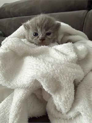 BKH Kitten 