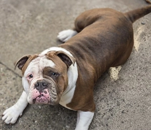 Old english Bulldog oeb Deckrüde 