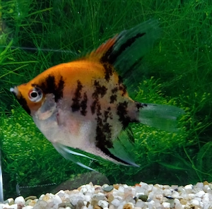 Skalar Koi
