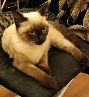 Siamkatze 