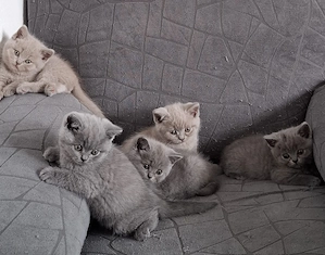 Britisch Kurzhaar Kitten 