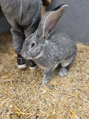 Deutscher Riese Chinchilla  6 Monate