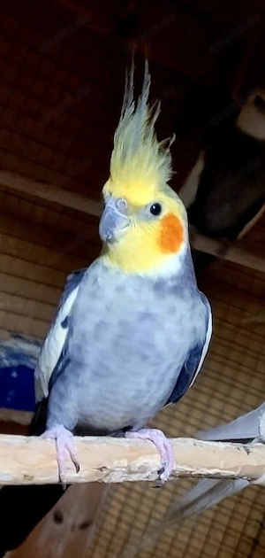 Nymphensittich Hahn