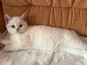 BKH Blue Point Kitten Abgabebereit , letzter Kater noch zu haben 
