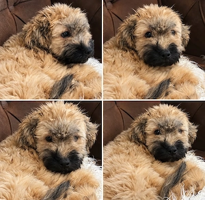 Maltipoo Welpen 