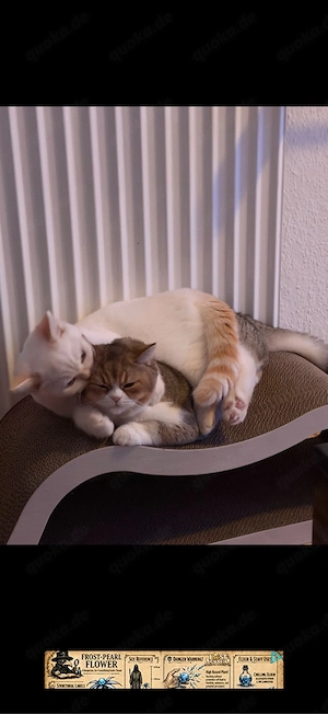 2 BKH-Kater in liebevolle Hände abzugeben