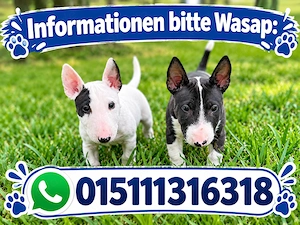  Miniatur Bullterrier suchen noch ein zu Hause 