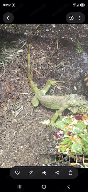 iguana iguana 