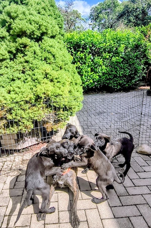 Hunde.Welpen ..Junghunde  