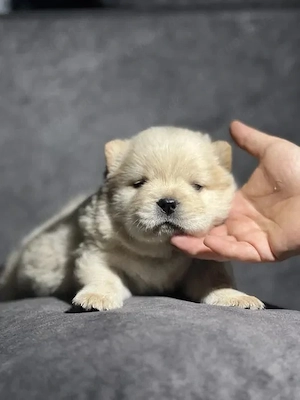 Chow-Chow (3 Monate)