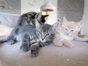 Maincoon  Bkh Mix Kitten 