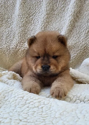 Chow-Chow (3 Monate)