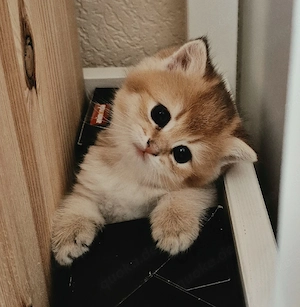 Bkh kitten Reinrassig mit Stammbaum 
