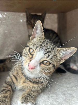 babykatzen mix Europäische kurz haar 