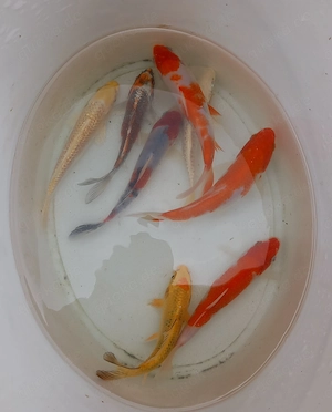 Koi A-Top mix
