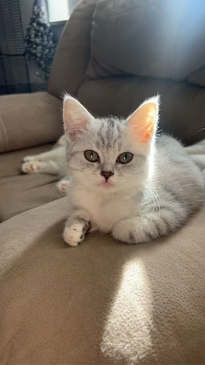    BKH   BLH Kitten suchen liebevolles Zuhause 