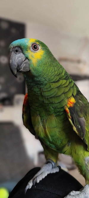 Blaustirnamazone Bella 1,5 Jahre