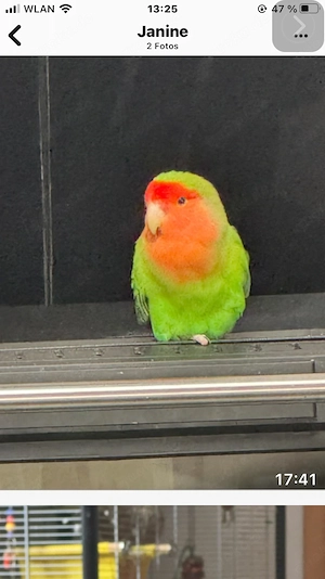 Rosenköpfchen 