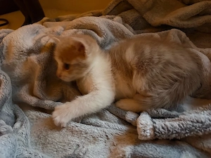 Kitten zu Verkaufen 