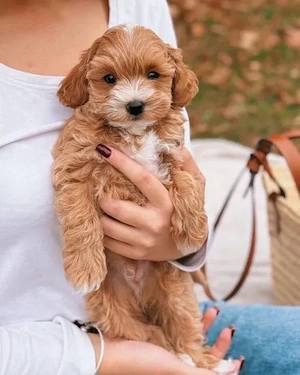 Kleine Maltipoo-Welpen suchen liebevolle Familien