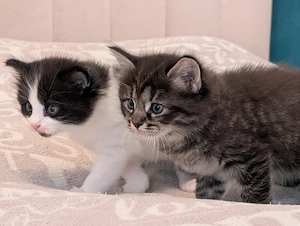 2 Ragcoon (Ragdoll-Maine Coon Mix)
