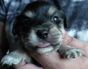 Dackel malteser mix Welpen 