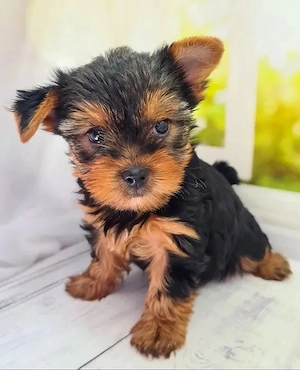 Yorkshire-Terrier
