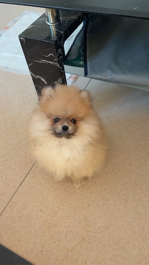 Pomeranian Zwergspitz Welpe