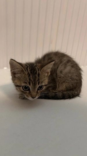 3 BKH Katzen zu verkaufen 