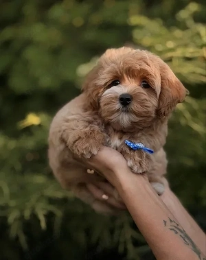 Einige süße Maltipoo-Welpen suchen noch ihr Zuhause