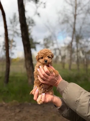 Zauberhafte Maltipoo Welpen bereit für ihre neuen Familien