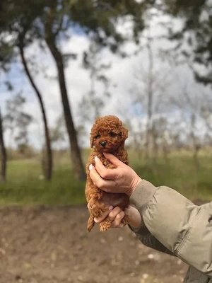 Maltipoo Welpen suchen ein liebevolles Zuhause