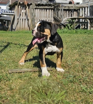 Old Englische Bulldogge 