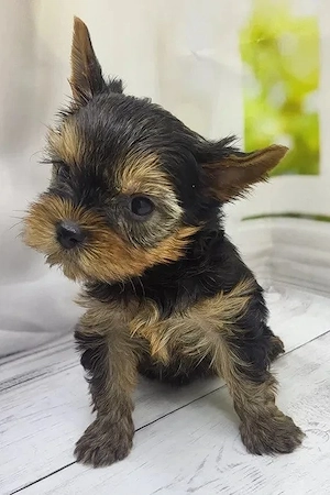 Yorkshire-Terrier
