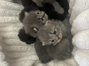 Perser-BKH-Mix Kitten aus liebevoller Aufzucht