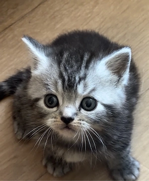 bkh kitten reinrassig 