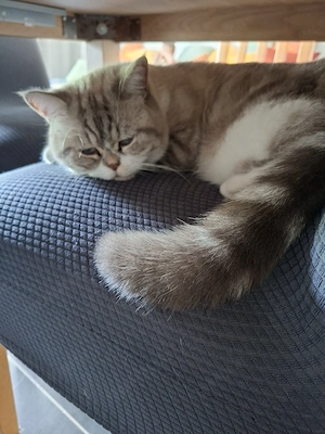 Verschmuster BKH Mix Kater sucht passendes Zuhause