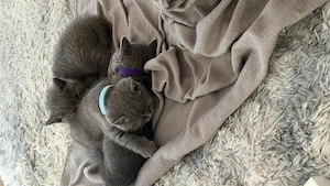 BKH Kitten suchen ein neues zu Hause 