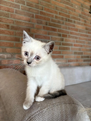 katze abzugeben 