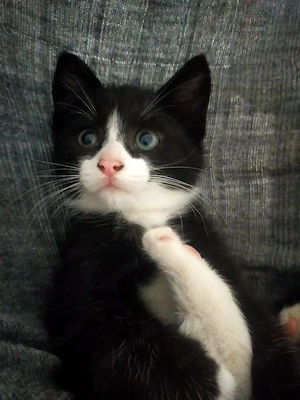 Babykatze weiblichen