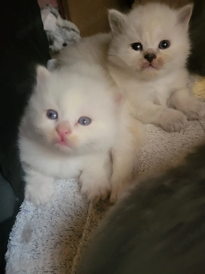 süße Maine Coon Perserkitten suchen dich 