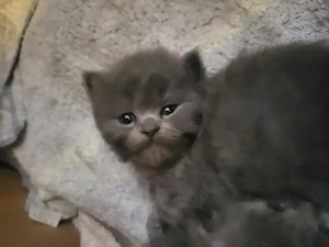 süße Maine Coon Perserkitten suchen dich  Bild 6