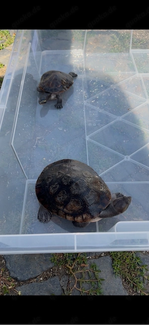 1 paar Wasserschildkröten in gute Hände abzugeben