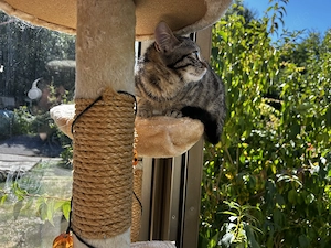  Jungkatzen suchen ein liebevolles Zuhause 