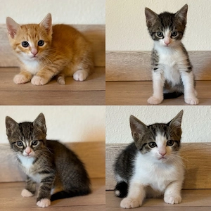 Katzenbabys Kitten Babykatzen getigert 