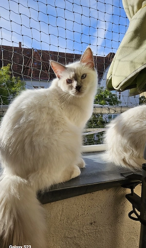 Heilige Birma Kater