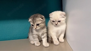 Silver Tappy Brisch Kurzer