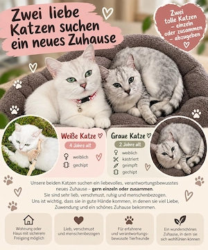 zwei süße Katzen suchen ein neues zu Hause