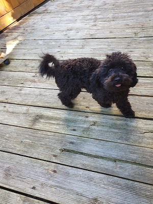 Maltipoo Hündin